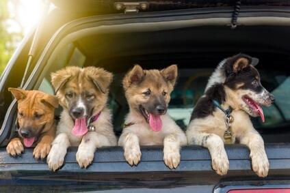 Puppies enjoying car travel