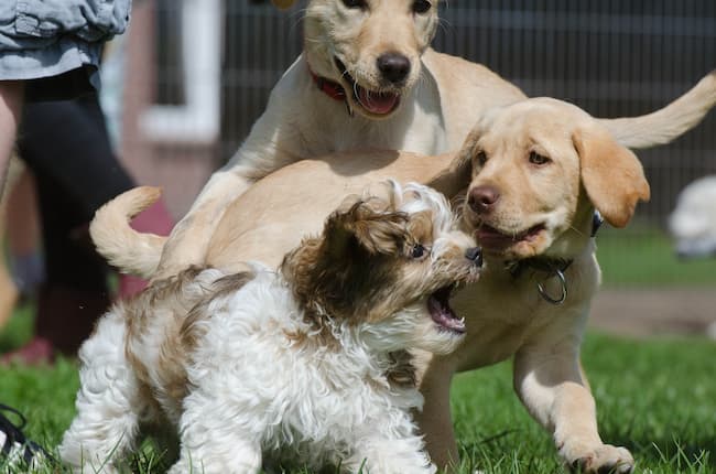 puppies_various_breeds_playting_together_650_c