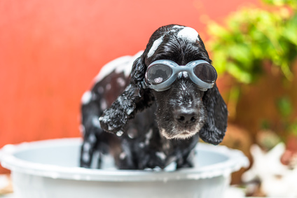 can 1 month old puppy take a bath