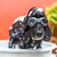 Puppy in bubble bath wearing goggles