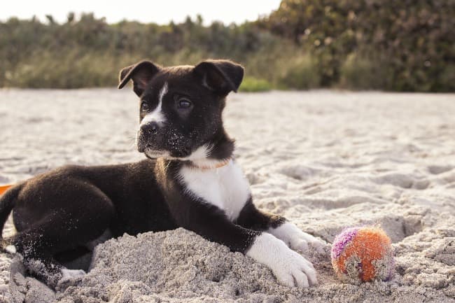 Black and white puppy on a beach, with a tennis ball next to his paws Black and white puppy on a beach, with a tennis ball next to his paws