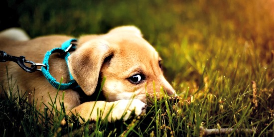 Puppy wearing collar and leash