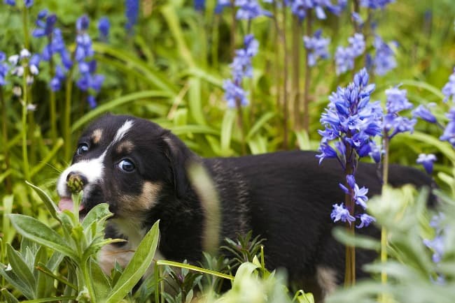 Puppy playing in the woods surrounded by bluebells Puppy playing in the woods surrounded by bluebells