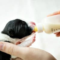 Newborn puppy being bottle fed