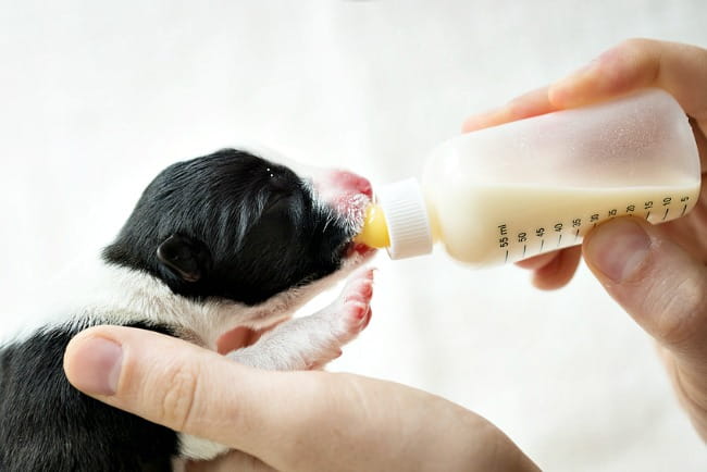 Top 10 newborn puppy eating but not gaining weight You Need To Know