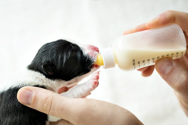 Puppy Formula Feeding Chart