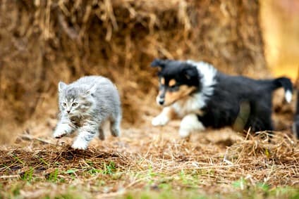 Small collie pup chasing gray kitten outdoors Small collie pup chasing gray kitten outdoors