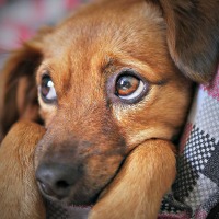 Little pup working his puppy dog eyes