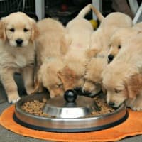 Litter of Golden Retriever puppies eating from shared bowl