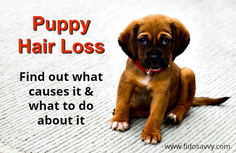 dog hair loss around tail back and legs