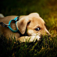 Puppy on leash lying in grass