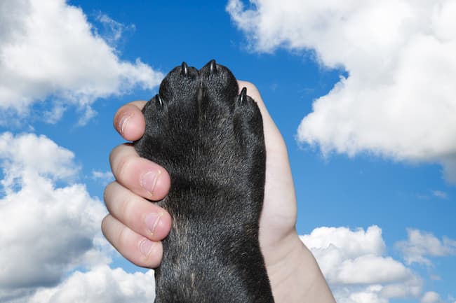 How to Trim Dog Nails - Caring Hands Animal Hospital