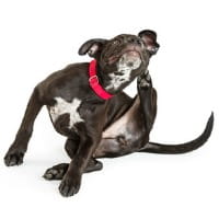 Black and white puppy wearing red collar scratching his ear