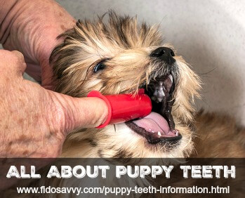 Puppy Teeth Chart