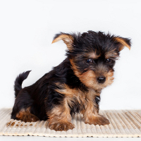 Yorkie puppy on puppy training pad