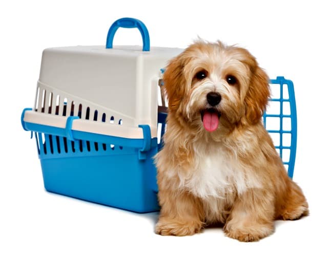 Havanese crate training online