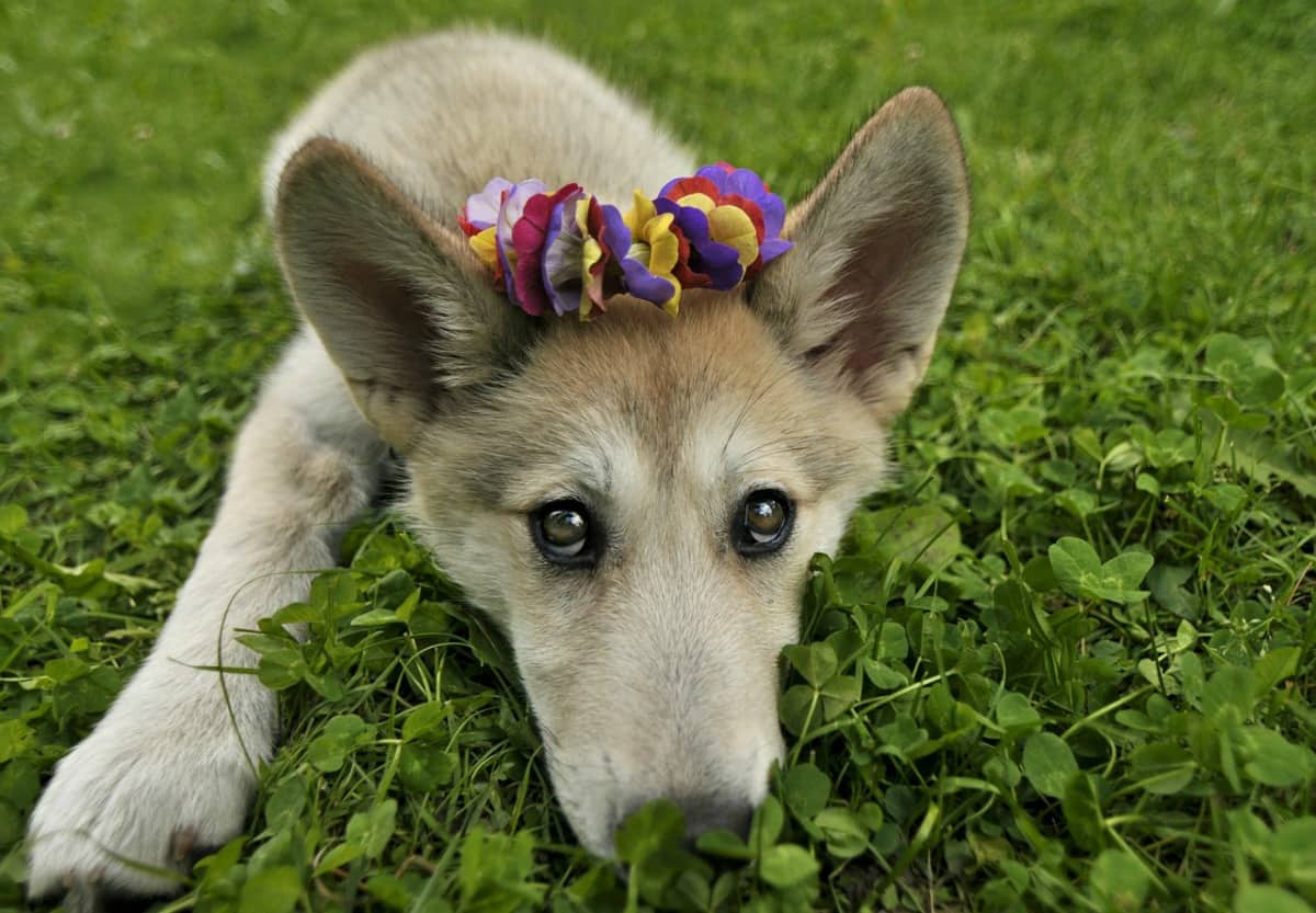 Puppy with flower crown laying in patch of clover Puppy with flower crown laying in patch of clover