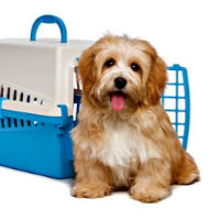 Small dog sitting outside plastic dog crate