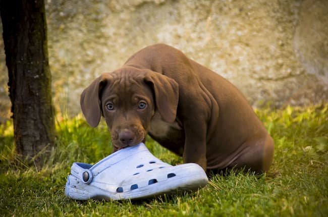 Puppy chewing on shoe