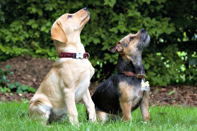 Pups sitting waiting for their reward during a training session
