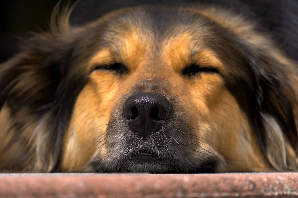 Close up of relaxed dog's face and nose