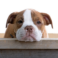 bulldog puppy face bulldog puppy face