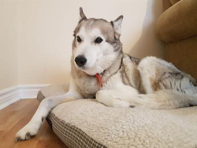 My dog Kira passed from cancer recently 😢 