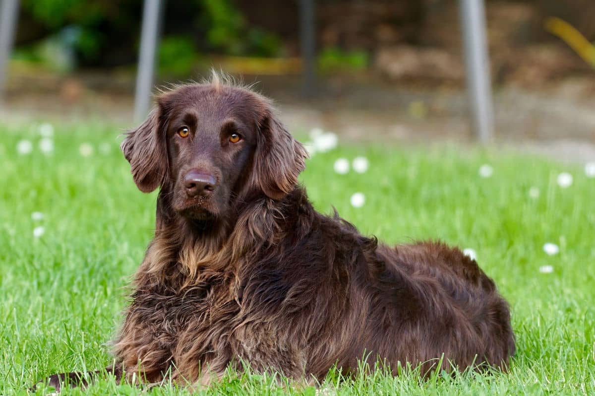 Adult dog in down-stay position outdoors Adult dog in down-stay position outdoors