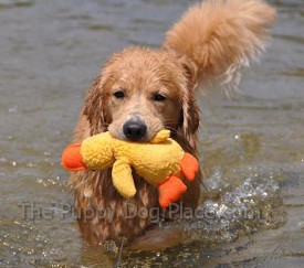 golden retriever savvy the golden retriever about goldens golden retriever savvy the golden retriever about goldens