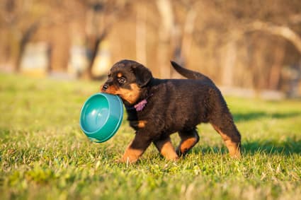 Rottweiler puppy carrying empty food bowl