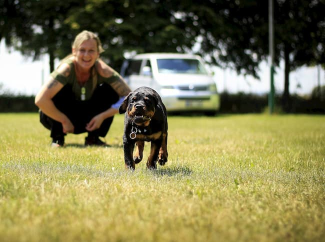 Happy Rottweiler puppy during training session Happy Rottweiler puppy during training session