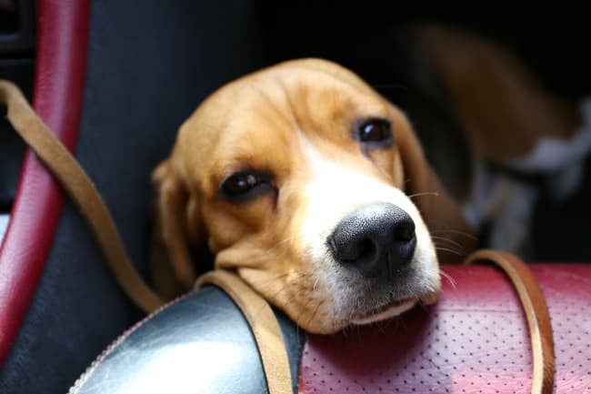 Sad Beagle in the car