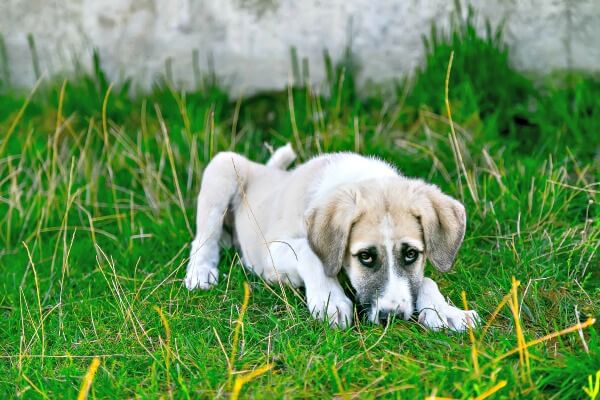 how do you treat coccidia in dogs at home