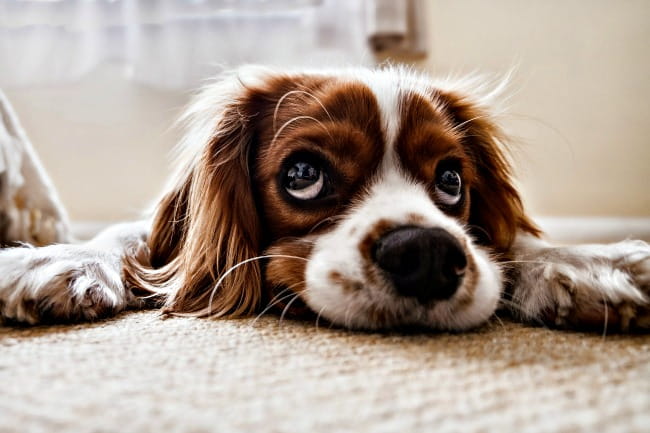 Sad Spaniel lying on carpet