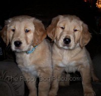 golden retriever savvy the golden retriever about goldens golden retriever savvy the golden retriever about goldens