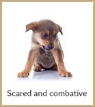 Scared and combative puppy