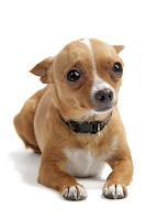 How To Calm A Dog Down When It S Scared How To Calm A Dog Down When It S Scared