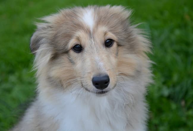 does the shetland sheepdog attack intruders