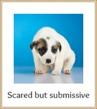 Scared pup