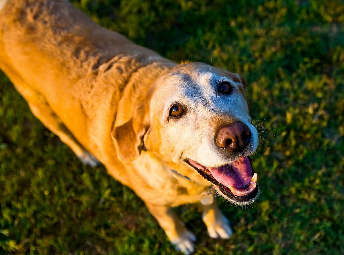 Senior Golden Retriever looking up at camera with happy expression Senior Golden Retriever looking up at camera with happy expression