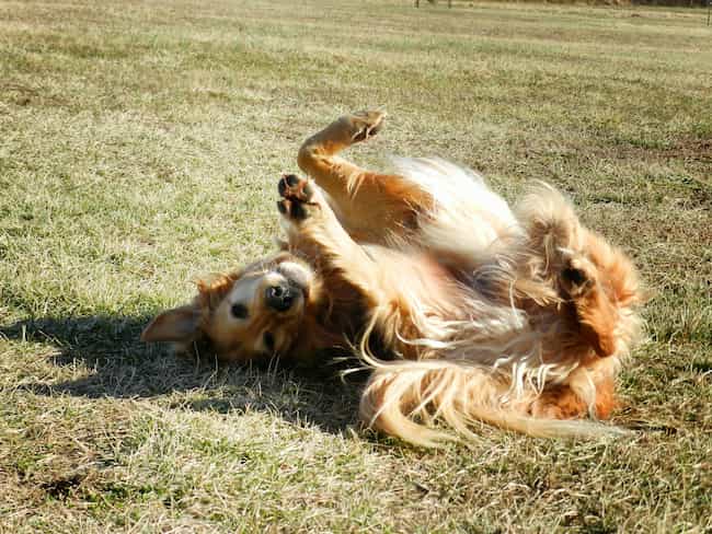 Senior Golden Retriever rolling in the grass Senior Golden Retriever rolling in the grass