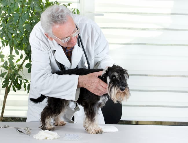 Senior Schnauzer dog on table being examined by veterinarian with stethoscope Senior Schnauzer dog on table being examined by veterinarian with stethoscope