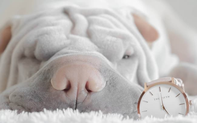 Close up of white shar pei puppy with gold watch by his paws