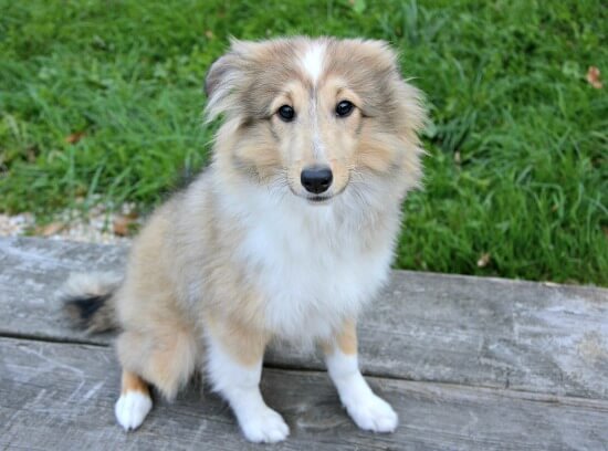 Sheltie puppy practicing 'Sit' command