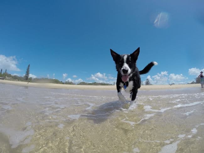 Shepherd dog in the shallows on the beach on a sunny day