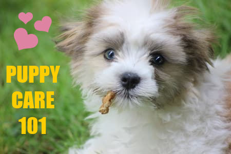 shih_tzu_maltese_cross_puppy_chewstick_450_c_EDITED