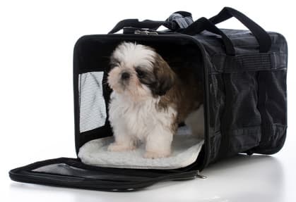 Shih Tzu puppy in soft sided dog crate Shih Tzu puppy in soft sided dog crate