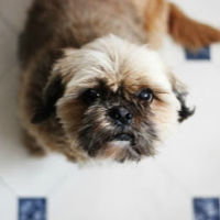 Shih Tzu sitting on tile floor