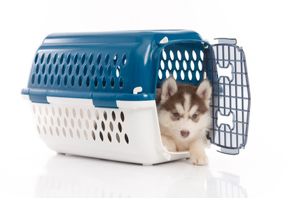 dog crate with bathroom area