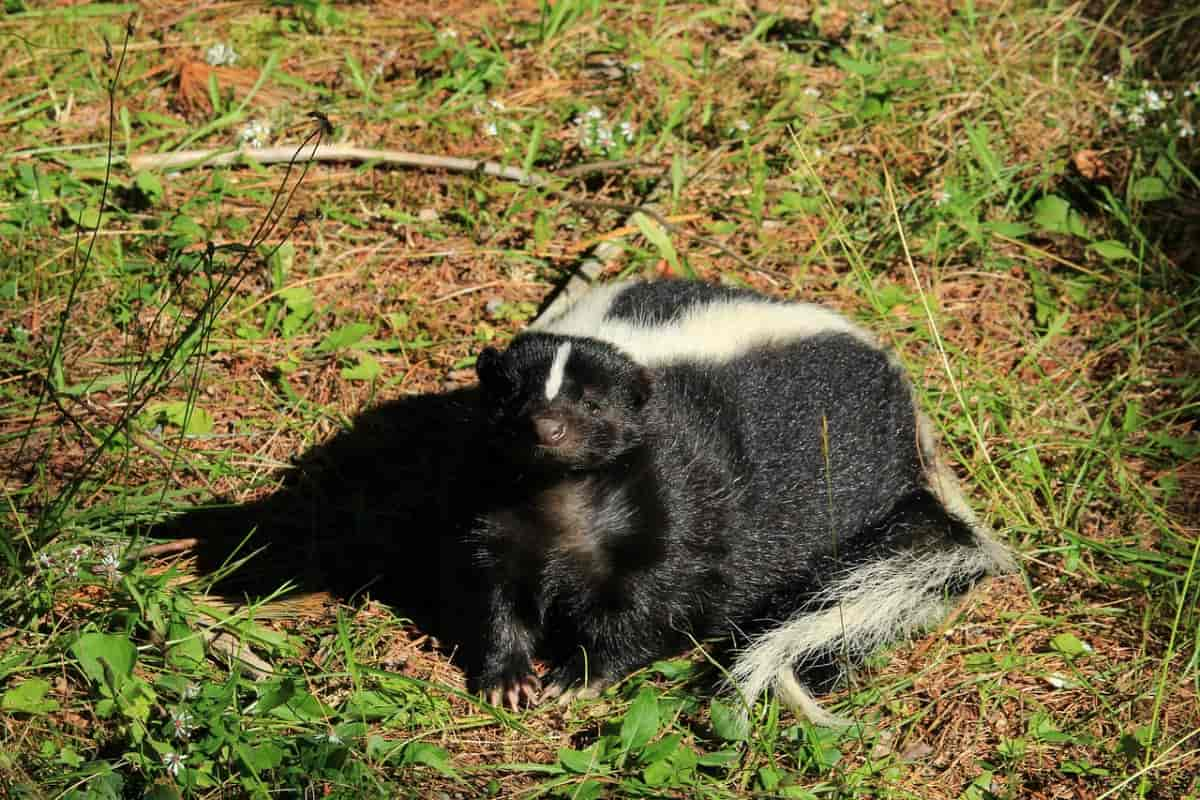 commercial skunk odor remover